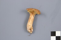 Lactarius helvus image